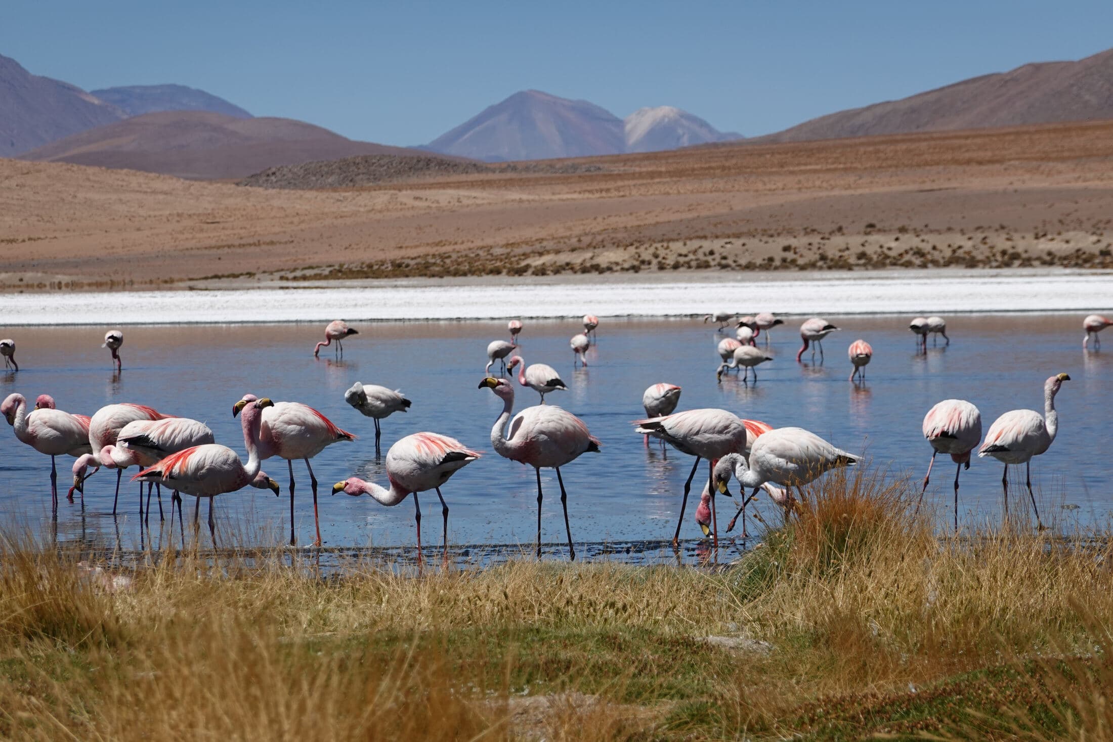 Great Migration Safari