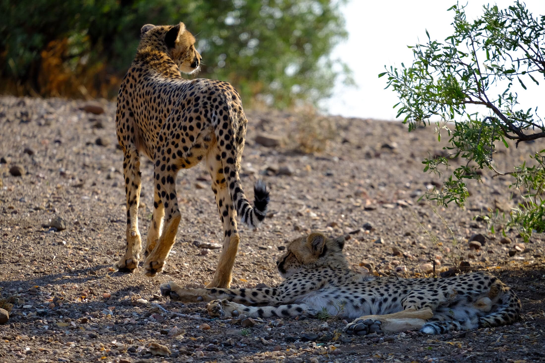 3 Day Safari