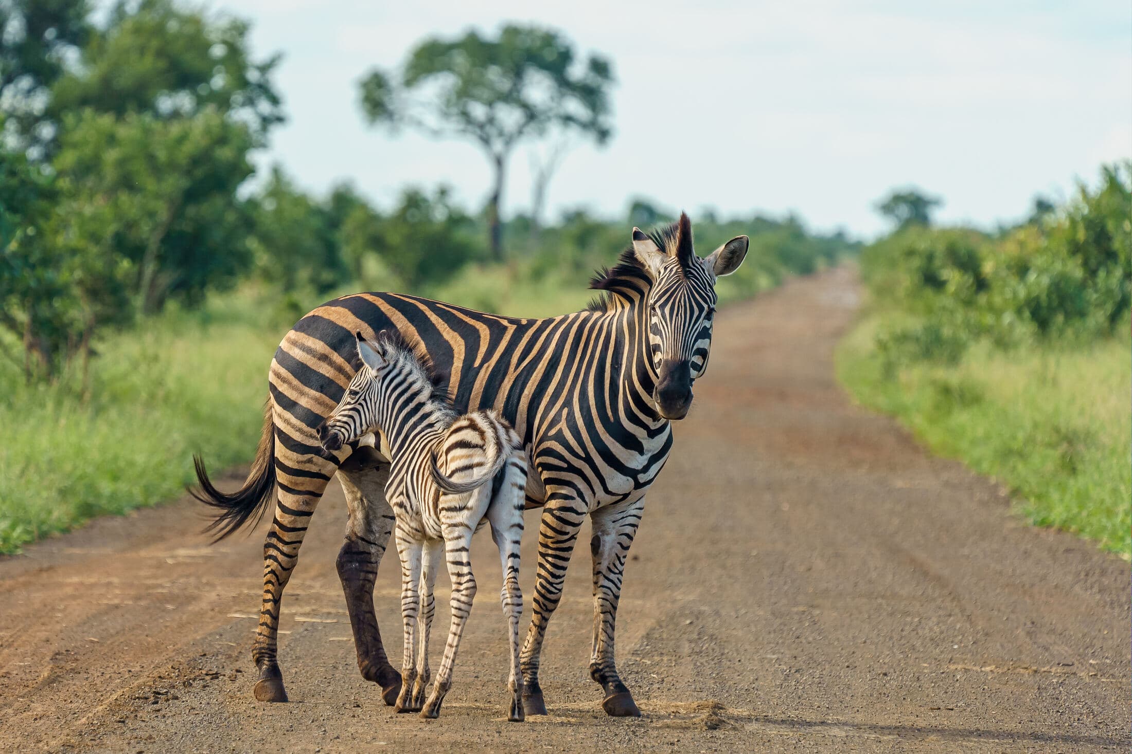 5 Day Safari